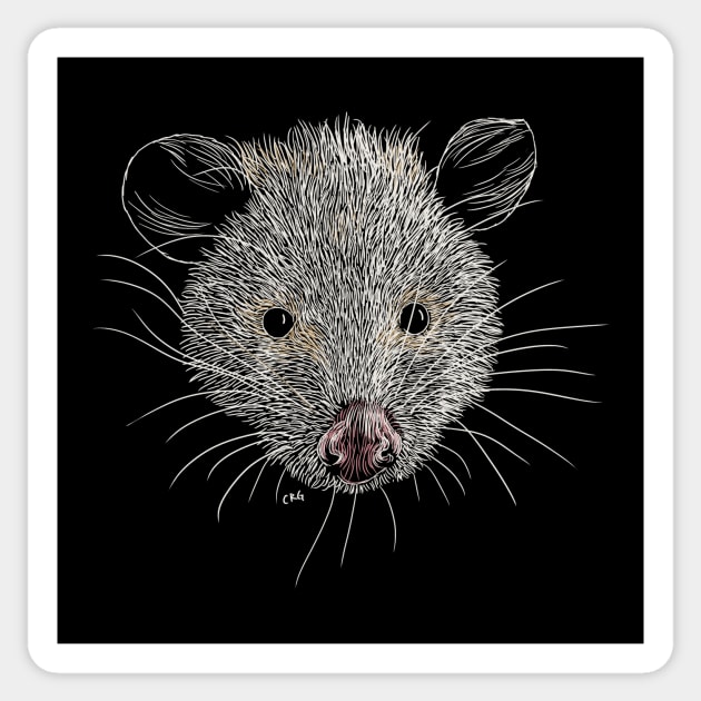 Opossum Sticker by Walking in Nature